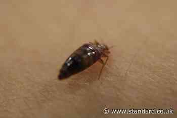London's biggest bed bug hotspots revealed as capital dominates UK call-outs league table