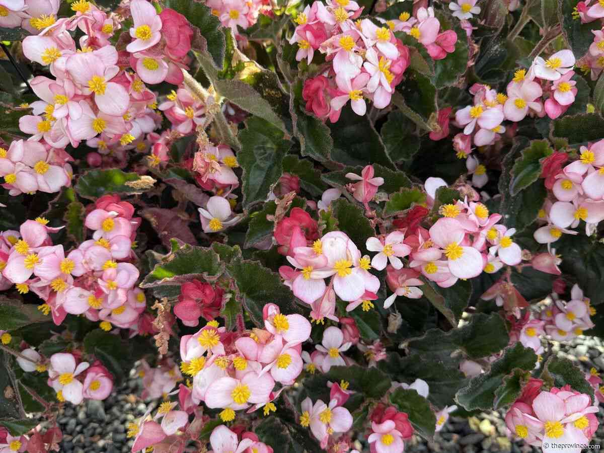 How to preserve begonias for planting again next spring