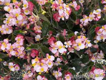How to preserve begonias for planting again next spring