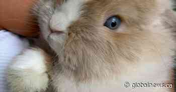 Family ‘absolutely devastated’ after Biscuit the bunny stolen at Markham Fair