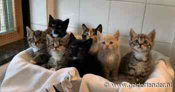 Gedumpte kittens hadden nog lang niet bij moeder weg gemogen: ‘Pure dierenmishandeling’