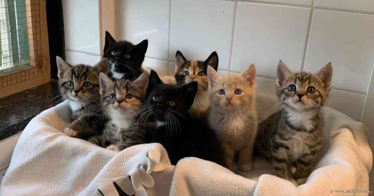 Gedumpte kittens hadden nog lang niet bij moeder weg gemogen: ‘Pure dierenmishandeling’