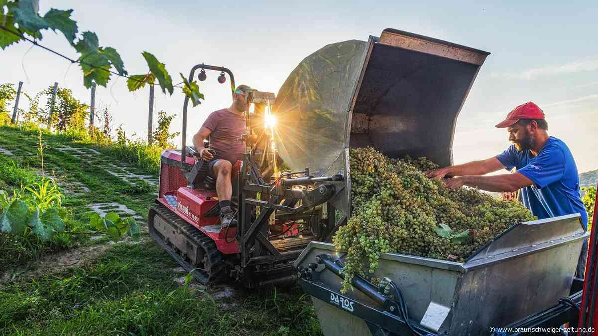 Italiens Winzer sitzen auf Millionen Litern Wein – und werden ihn nicht los