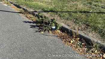 'Knee-high' weeds on Cambridge streets making city look 'run-down'