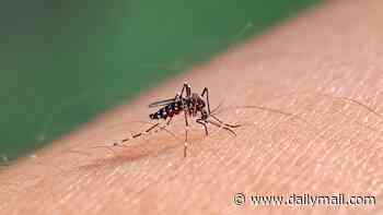 Map shows states where 'breakbone' fever cases are rising... as CDC issues travel alert for three new countries over surging outbreaks of mosquito-borne virus