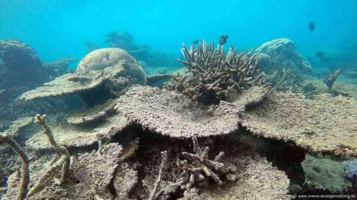 Hitzerekorde im Meer zerstören Korallen: Warum Wissenschaftler jetzt Schirme ins Meer hängen