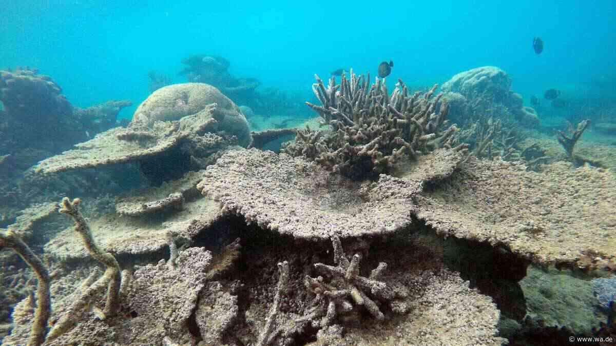 Hitzerekorde im Meer zerstören Korallen: Warum Wissenschaftler jetzt Schirme ins Meer hängen