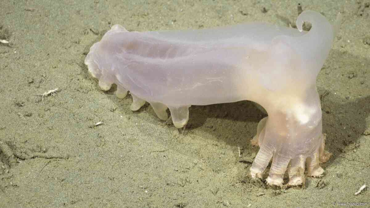 57 new species discovered in deep-sea canyon near Argentina