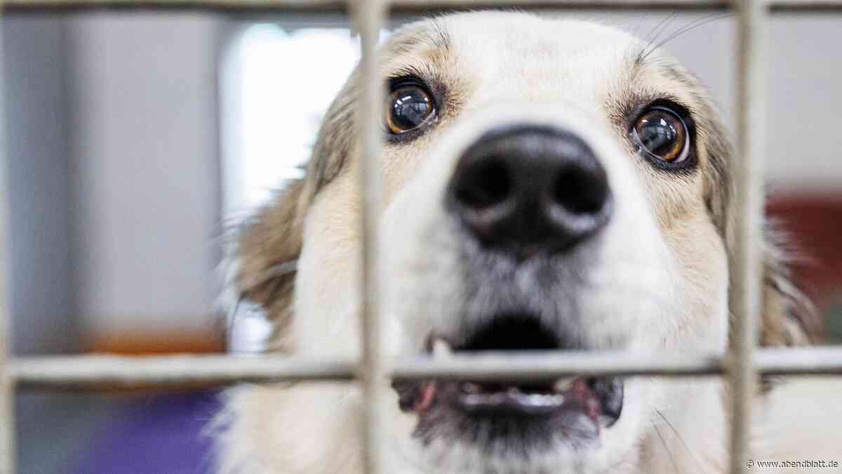 Hund aus dem Tierheim? Hamburger Expertin gibt 8 wichtige Hinweise