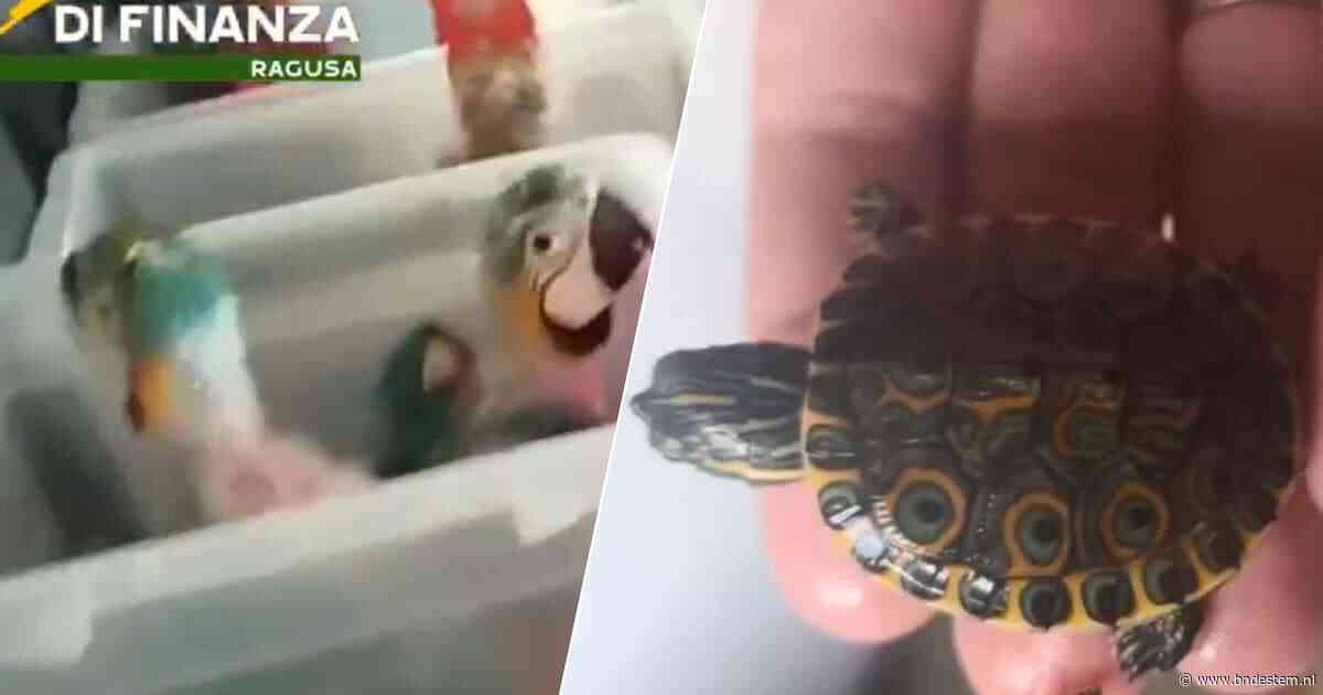 Man uit Malta gepakt in Sicilië met 300 schildpadden en 77 papegaaien in de auto