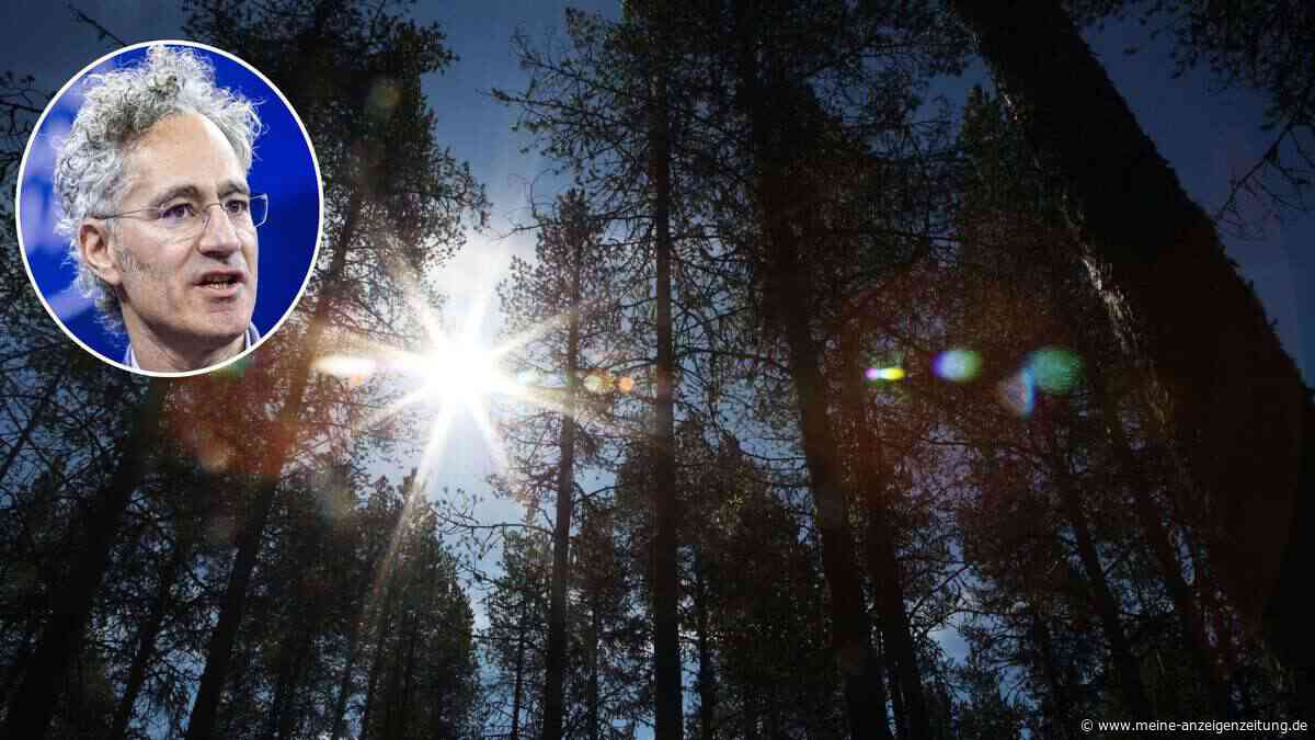 Palantir-Chef kauft 15.000 Hektar Wald – Was plant der Tech-Milliardär in Schweden?
