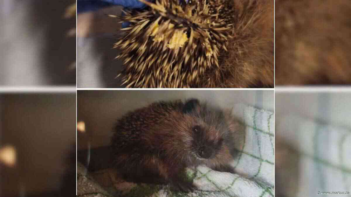 „Halb tot, völlig ausgekühlt, übersät mit Maden“: Igel einfach bei Tierheim ausgesetzt