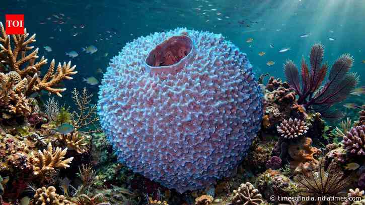Scientists found at least 10 likely new species of bizarre branching worms inside sea sponges