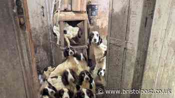 RSPCA footage shows muck-smeared house where 86 animals were found in squalid conditions