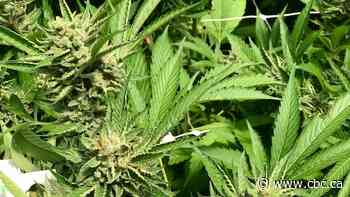 Curaleaf sweetens takeover offer for Edmonton's Aurora Cannabis