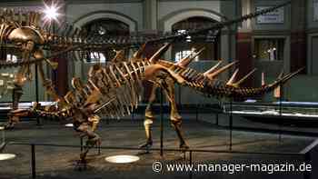 Dinosaurier: Sotheby's hofft auf bis zu 9 Millionen Dollar für Skelett