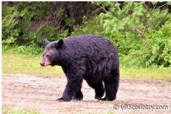 Albany County Sheriff’s Office Posts Bear Burglary Video