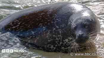Sanctuary confirms date for seal's eye surgery