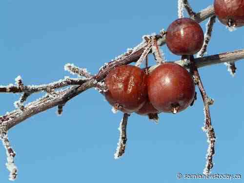 Portions of southwestern Ontario in first frosty snap of the year
