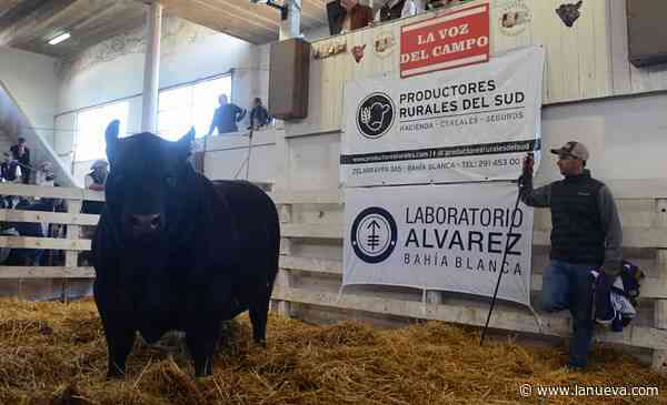 Bordeu 2026: un Reservado Gran Campeón Angus llegó a pagarse $ 42 millones