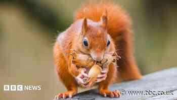 Young red squirrel arrives at conservation site