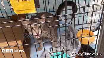 Twelve arrested for allegedly running cat trafficking ring in Vietnam