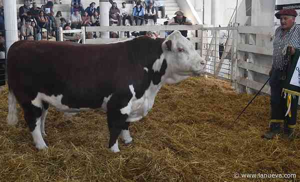 Bordeu: pagaron $ 30 millones por el Gran Campeón Hereford de La Tigra
