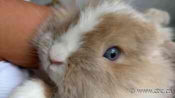 Family pleads for safe return of beloved bunny Biscuit after pet goes missing at Markham Fair
