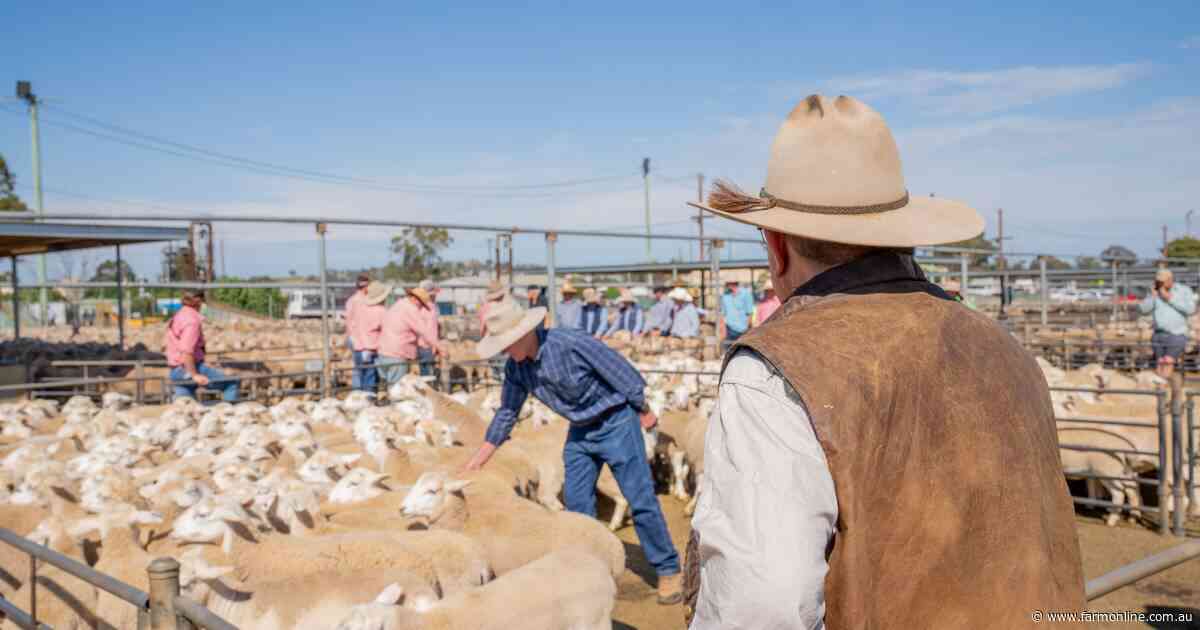 What shifting global lamb prices spreads mean for Australian producers