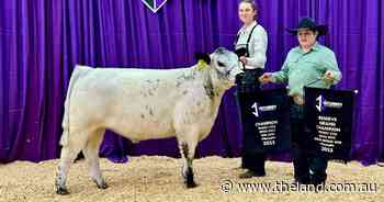 Young cattle breeder betting big on rare breed genetics for commercial herds