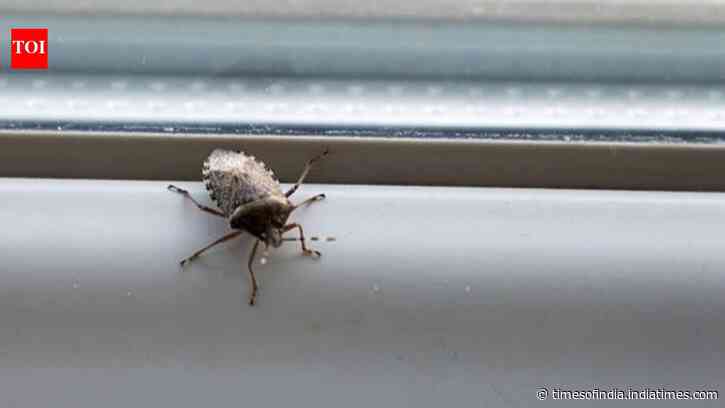 How to keep stinkbugs out of your house this fall: Simple tips to prevent them from getting inside