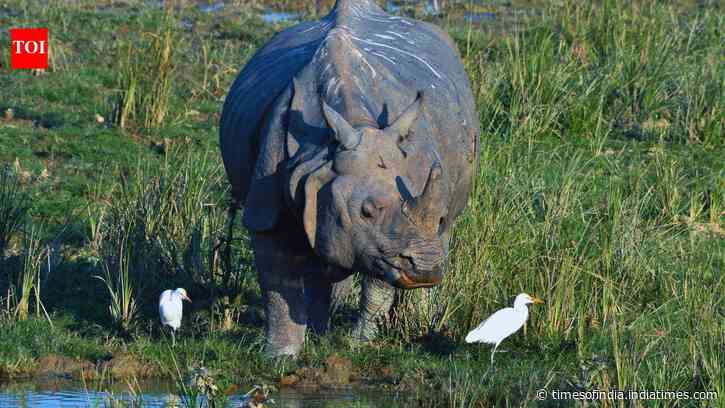 Kaziranga National Park in Assam reopens for 2026-27 season: Jeep safaris begin