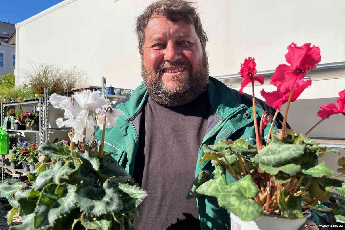 Gärtner aus dem Vogtland setzt auf einen Klassiker: Blütenpracht hält Frost bis minus fünf Grad aus