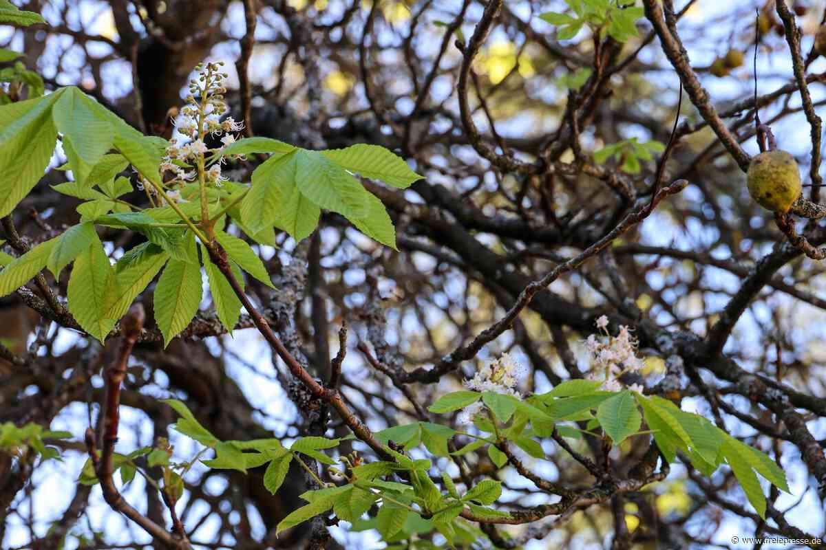 Naturphänomen im Erzgebirge: Kastanienbaum blüht im Herbst plötzlich wieder