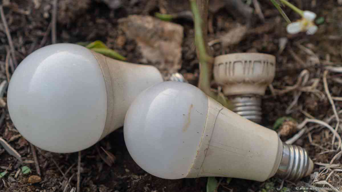 Binman explains whether light bulbs should be put in general waste or recycling bins