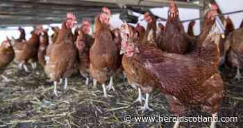 Bird flu found on Lewis as special measures introduced by Scottish Government