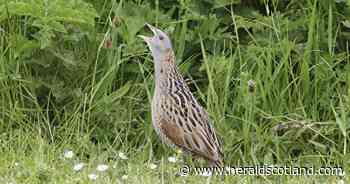 Rare bird numbers climb on island after crofters change land management
