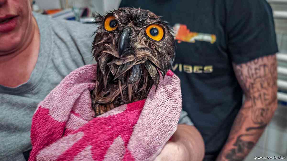 Im Film: Eine Eule mit verklebtem Gefieder wird unter der Dusche eingeseift