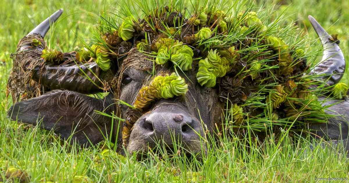 Van perfect getimede blik tot pure chaos: de leukste dierenfoto’s van 2026