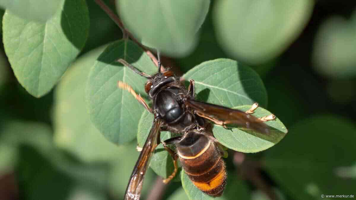 Problematisch für Imker und Bauern: Asiatische Hornisse im Anflug auf München – „Sie ist da“