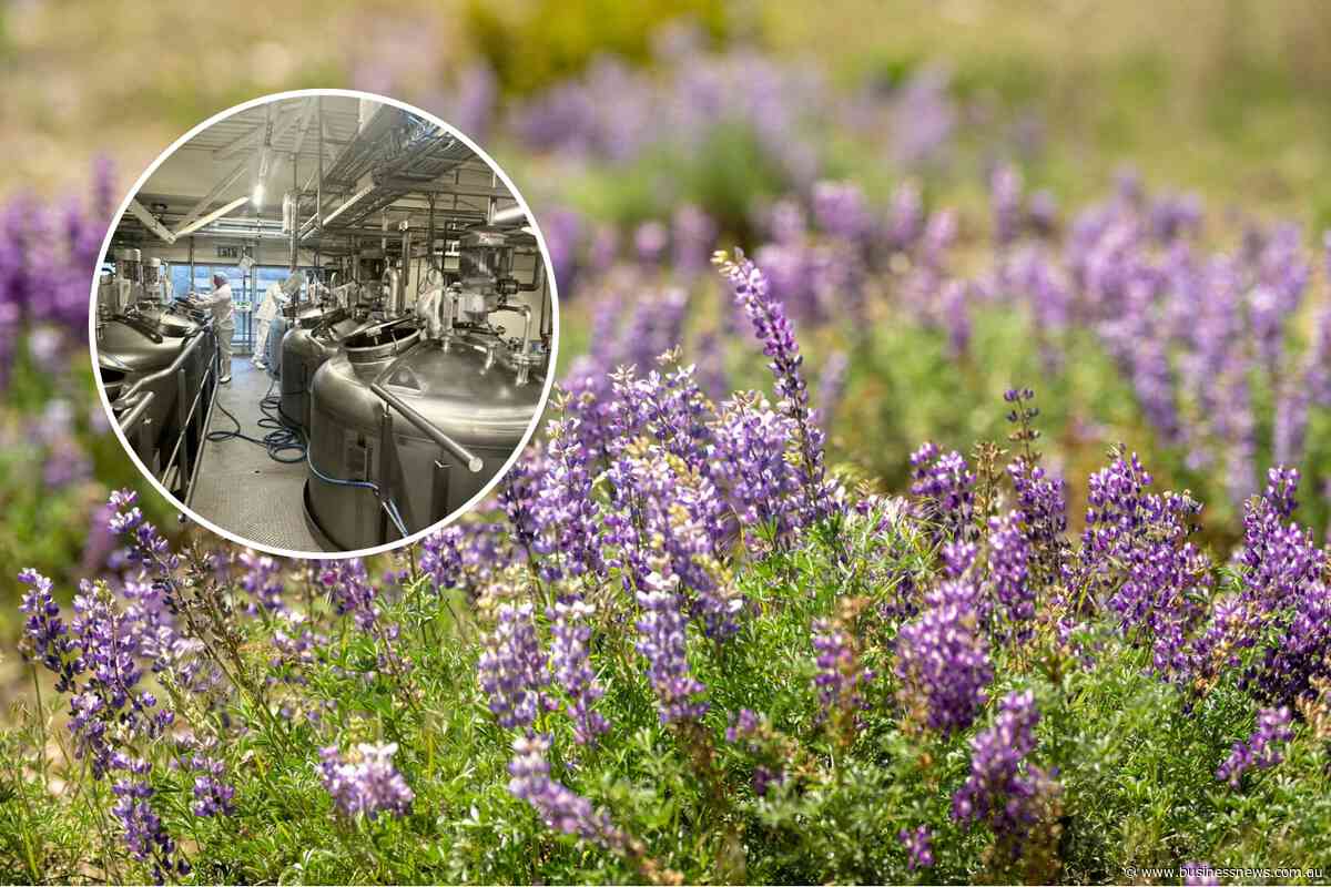 Wide Open Agriculture releases study for $311m WA lupin processor