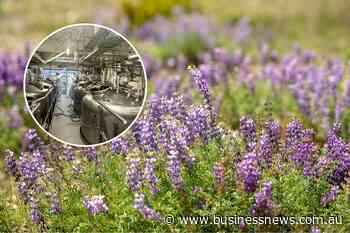 Wide Open Agriculture releases study for $311m WA lupin processor