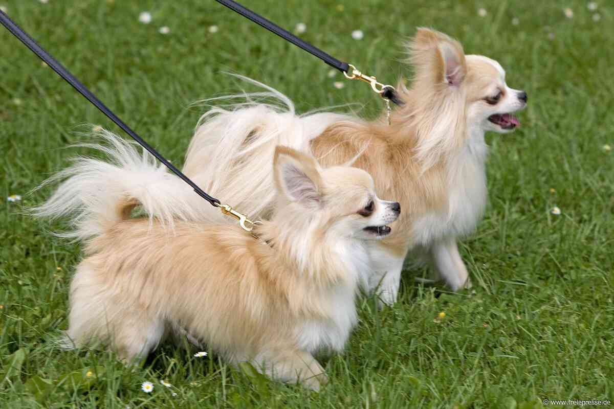 Man tritt in Sachsen kleine Hunde tot und schlägt ihre Besitzerin