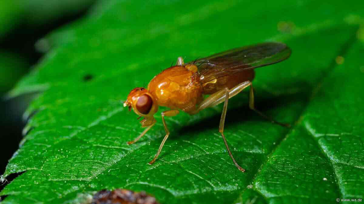 Energiesensor der Zellen aktiviert den „Energiesparmodus“ – Tiere leben dadurch mehr als 25 Prozent länger