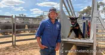 'I didn't even bother': Far West's Pulgamurtie Station sold to NPWS