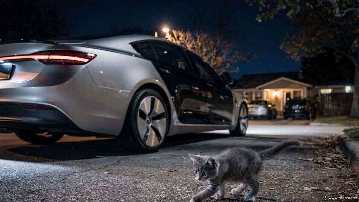 Elon Musk sagt, Tesla versucht zu verhindern, dass Robotaxis nachts Katzen überfahren