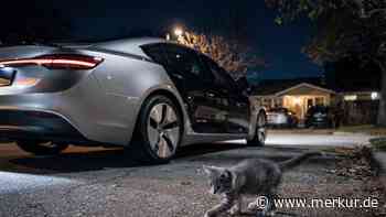 Elon Musk sagt, Tesla versucht zu verhindern, dass Robotaxis nachts Katzen überfahren