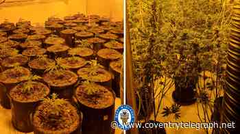 Huge cannabis farm found in Coventry as two men arrested
