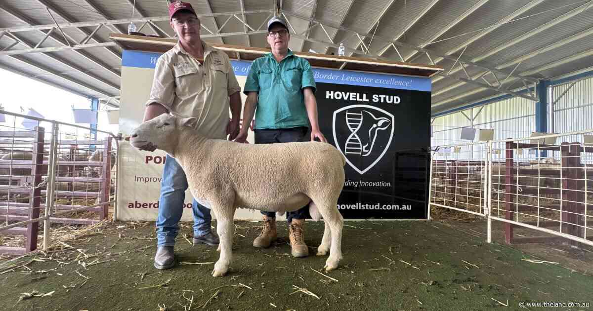New and repeat buyers chase rams with growth and muscle at Aberdeen and Hovell