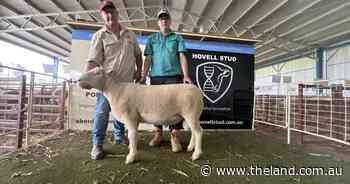 New and repeat buyers chase rams with growth and muscle at Aberdeen and Hovell